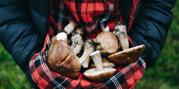 Coltelli per Funghi: Utilità, Utilizzo e Manutenzione